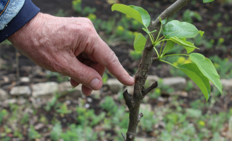 Троїцький садівник-любитель запровадив у себе новий метод щеплення плодових дерев