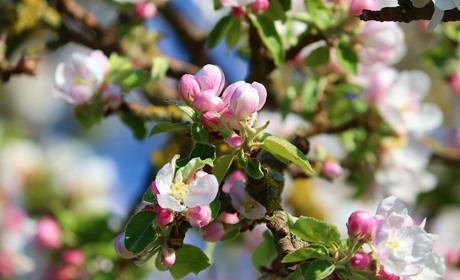 Історії війни. Під яблуневим цвітом