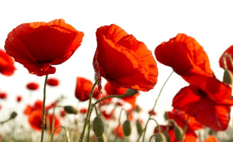 Чим діляться люди в соцмережах 9 травня