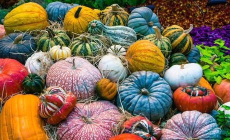 Тест-гра: перевір, чи ти хороший огородник