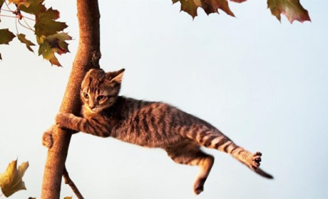 На наступному тижні в Кагарлицькому районі можливі сильні пориви вітру