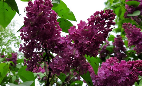 Погода на 18-24 травня: синоптики попереджають про посилення вітру