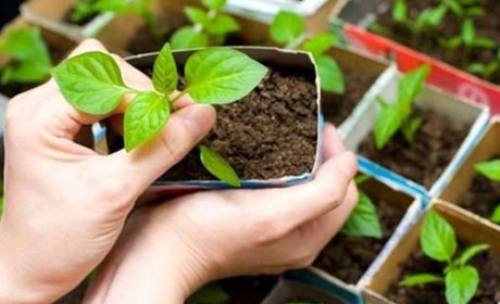 Почім розсада у Корюківці і Холмах