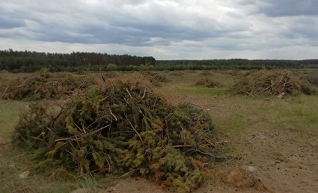 Жителі Шосткинщини стурбовані масштабною вирубкою лісу