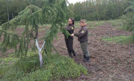 Городницькі лісівники створили клонову плантацію модрини