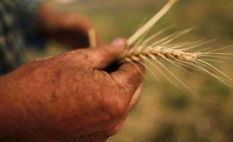 День фермера: в українських аграріїв буде своє свято