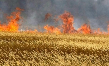 В Троїцькому скоро розпочинаються  жнива