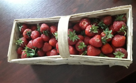 З першим врожаєм: на Білопільщині вже збирають полуницю