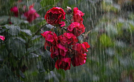 Погода на 15-21 червня: очікуються зливи, грози і спека