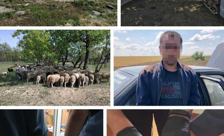 По следам отары: измаильские полицейские поймали вора, укравшего скот на 300 тысяч гривен (видео)