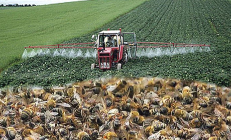 АФ "Вікторія" попереджає пасічників: де і коли оброблятимуть поля агрохімікатами