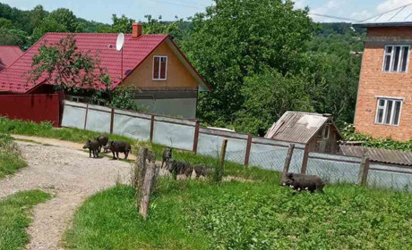 У Суховерхові по вулиці та городах ходила зграя диких свиней — фото