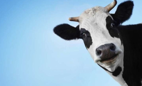 Поліція повідомила: корову вкрали, на мотоциклі покаталися