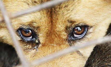 Убив, закопав і… покаявся: чим закінчилася історія гадячанина, що вбив цуценят