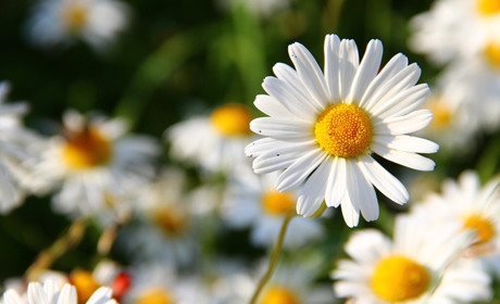 Погода на тиждень 20-26 липня: буде хмарно з проясненнями 