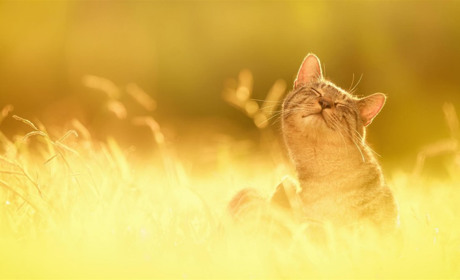 На вихідні  на Кагарличчині очікується підвищення температури повітря