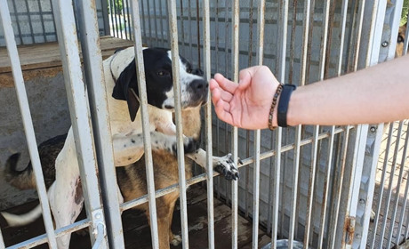 Чому безпритульні собаки ніколи не втрачають довіру до людини