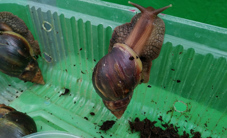 Тут живуть велетенські  равлики