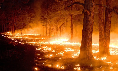 "Агролісгосп" закликає жителів Білопільщини бути обачними, аби не наробити лиха вогнем
