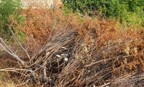 Жителям Кагарлика безкоштовно вивозитимуть на звалище рослинні відходи