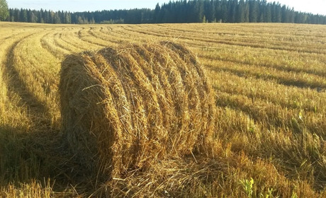 Погода на 3-9 травня: комфортна температура та відсутність опадів