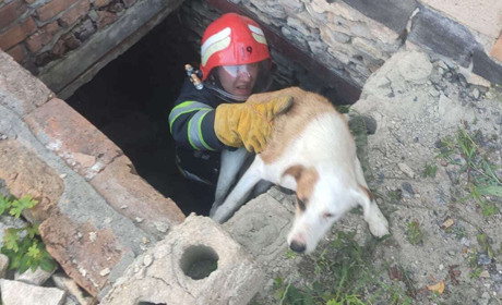 Старокостянтинівські рятувальники дістали собаку із глибокої ями