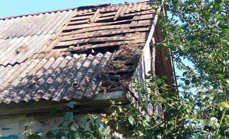 Підпалили сіно, щоб прогнати бджіл: у Новоград-Волинському районі ледь не згоріла хата 