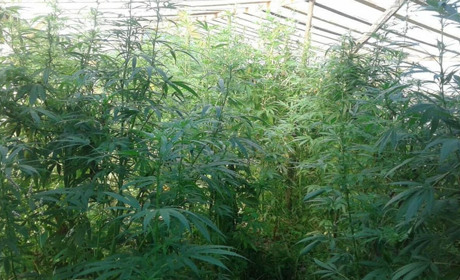 Два  брати із Завою вирощували вдома 300 кущів коноплі і зберігали  вибухові речовини