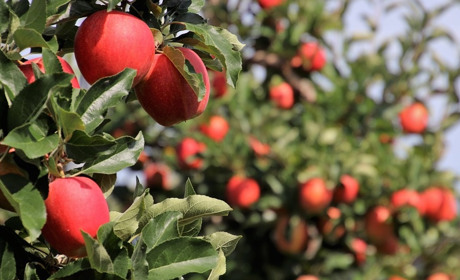 Погода на 10-16 серпня: спека поступово спадатиме