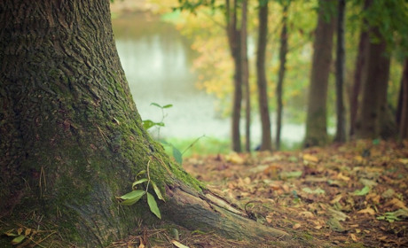  Сезон полювання-2020 відкрито. Мисливці мають дотримутися правил