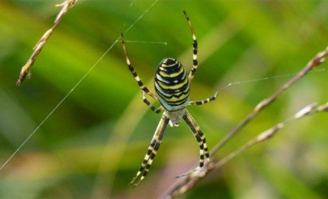 Чоловік на Корюківщині знайшов на городі павука-осу. Чим він може загрожувати людині