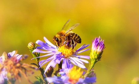Утепление пчел на зиму