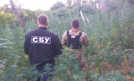 Поліцейські знайшли на Луганщині конопляне поле — це 2500 рослин 