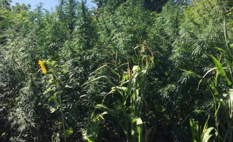 У селі Ліщинка Кагарлицького району поліцейські виявили посіви конопель