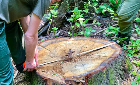 Поблизу Драчинець незаконно зрубали лісу на суму понад 75 тисяч гривень