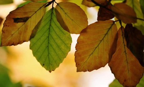 На наступному тижні в Кагарлицькому районі температура повітря коливатиметься від +29 до +20