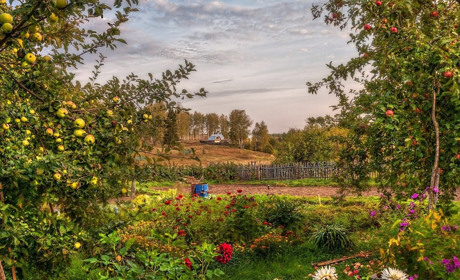 Як захистити рослини від шкідників: біопрепарати для городніх культур