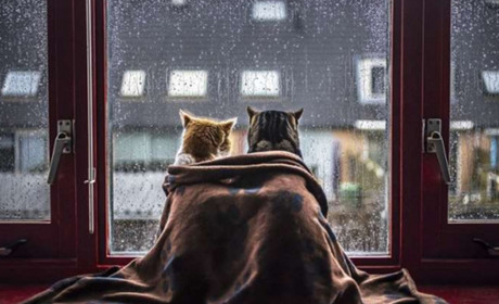 Наприкінці наступного тижня в Кагарлицькому районі суттєво похолодає