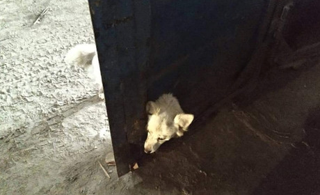 Старокостянтинівські рятувальники визволили собаку, яка застрягла в дверях гаража