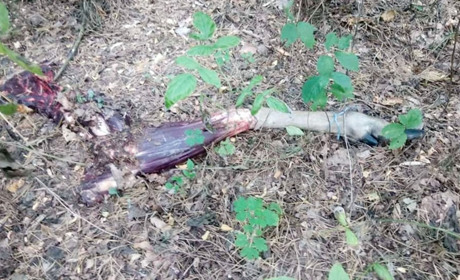 На Менщині браконьєри вбили червонокнижну тварину