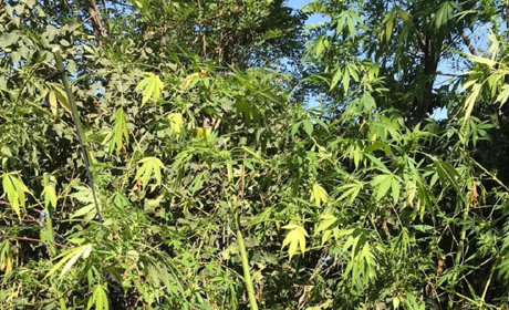 В Мелитопольском районе правоохранители ликвидировали насаждения конопли