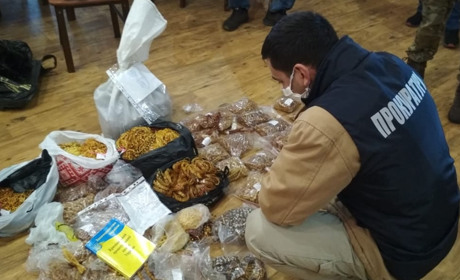 Бурштинові облави в Сарнах: правоохоронці викрили міжнародний канал збуту