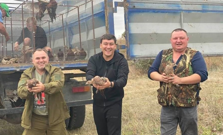 Сірогозькі фермери відновлюють популяцію фазанів: вирощують і випускають птахів у дику природу