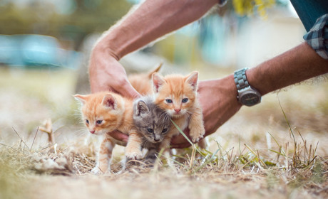 Подборка животных в Никополе, которых прямо сейчас готовы бесплатно отдать в хорошие руки