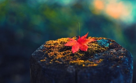 Трішки тепла та можливі дощі: прогноз погоди на тиждень для гадячан