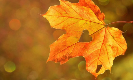 Погода у Старокостянтинові з 5 по 11 жовтня: буде вітряно та дощитиме