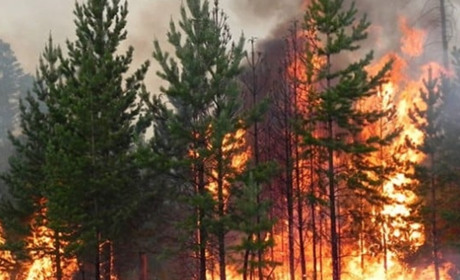 Поліція перевіряє кожну інформацію щодо можливих підпалів в Луганській області