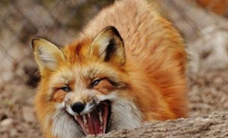 В троїцьких лісах розкладуть вакцину проти сказу тварин у вигляді смаколиків