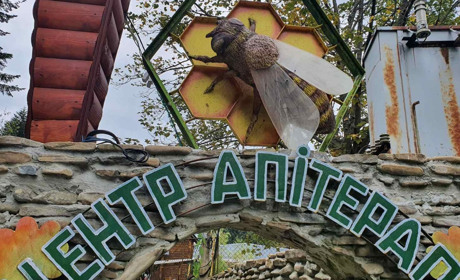 Як лікує бджолина отрута та чи гарно спиться на вуликах в Карпатах