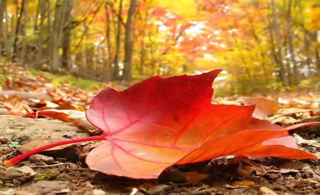 7 справ, які потрібно встигнути зробити гадячанам під час золотої осені